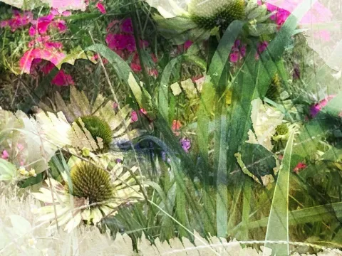 A white coneflower in front of tall green stems and pink blossoms