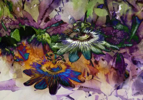 A large passionflower in violet, white and gold amid garden leaves
