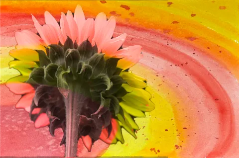 The dark back of a sunflower against rings of red, orange and yellow