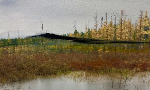 Golden tamarack trees along a still marsh under a gray sky