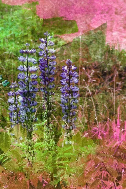 Three violet lupines among green grasses with a pink edge